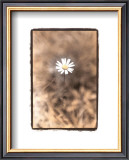 Buy Wildflower II at AllPosters.com