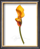 Buy Yellow Calla at AllPosters.com