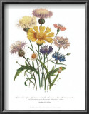 Buy Centaurea Crocadylium at AllPosters.com
