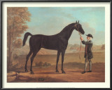 Racehorse Othello