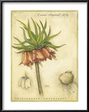 Buy Crown Imperial Lily at AllPosters.com