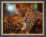 Leopards