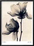 Buy Saucer Magnolia at AllPosters.com