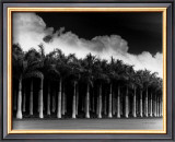 Buy White Palms, Costa Rica at AllPosters.com