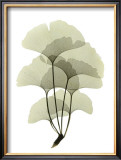 Buy Ginko II at AllPosters.com