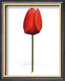 Buy Red Tulip at AllPosters.com