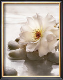 Buy Spring Retreat IV at AllPosters.com