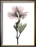 Buy Geranium at AllPosters.com
