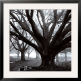 Buy Oak Grove, Winter at AllPosters.com