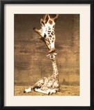 Giraffe, First Kiss