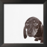 Buy Dachshund at AllPosters.com