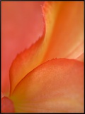 Begonia Petal Close-up