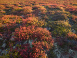 Autumn-Hued Tundra of Kronotsky Nature Reserve