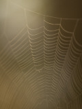 Backlit View of Part of a Spider Web