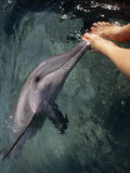 A Bottlenose Dolphin Kisses a Woman