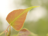 Buy Close Up of New Leaves Growing on a Plains Cottonwood Tree at AllPosters.com