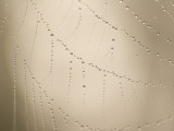 Dew on a Spider Web