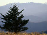 A Lone Spruce Tree and the Appalachian Mountains Ridges in Distance