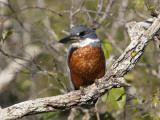 Ringed Kingfisher Perched on a Tree Branch, Pantanal, Brazil