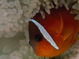 Buy An Anemonefish Nestles Among Sea Anemone Tentacles at AllPosters.com