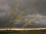 Buy Prairie Wedge Grass Stands Out Against Thunderclouds in Grasslands at AllPosters.com