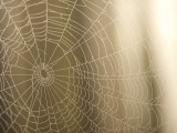 Backlit View of Part of a Spider Web