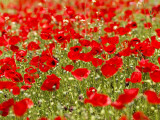 A Field of Poppies