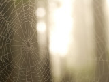 Buy Backlit View of Part of a Spider Web at AllPosters.com