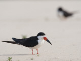 A Black Skimmer, Rhynchops Niger, Standing in Sand