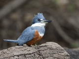 Ringed Kingfisher, Ceryle Torquata, Perched on a Tree Branch