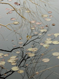 Abstract View of Lily Pads and a Willow Branch Reflected on a Pond