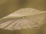 A Spider in a Web That Glints in the Sun
