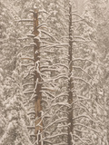 Live and Dead Trees are Covered with Snow in Yosemite