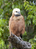 Black-Collared Hawk, Busarellus Nigricollis, Perched on a Tree Limb