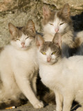 A Group of Three Cats Sit and Squint in the Sun