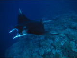 Buy A Graceful Manta Ray Swimming over the Great Astrolabe Reef at AllPosters.com