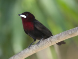 Male Silver-Beaked Tanager, Ramphocelus Carbo, Perched on Branch