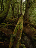 Buy An Old Haida Cedar Canoe Found in the Forest at AllPosters.com