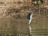 Ringed Kingfisher, Ceryle Torquata, Diving to Water to Catch a Fish