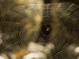 A Spider in a Web That Glints in the Sun