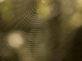 A Spider in a Web That Glints in the Sun