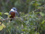 Ringed Kingfisher, Ceryle Torquata, Perched on a Tree Branch