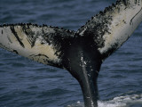 Humpback Whale's Flukes before Dive