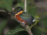 Portrait of an American Pygmy Kingsfisher, Chloroceryle Aenea
