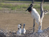 Jabiru Stork, Jabiru Mycteria, and Young in their Nest