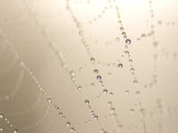 Dew on a Spider Web