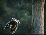 A Male Great Hornbill Swoops Down to Forage in the Rain Forest