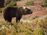 A Brown Bear in the Tundra of Kronotsky Nature Reserve