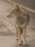 Buy Close Up of a Coyote Standing in the Road While it Is Snowing at AllPosters.com