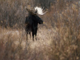 A Bull Moose Near the Snake River
